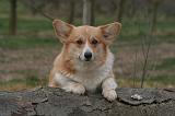 CORGI PEMBROKE 1450